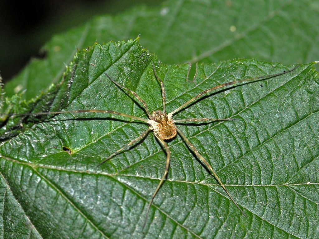 Un Opiliones bitorzoluto ...Odiellus spinosus (Phalangiidae)
